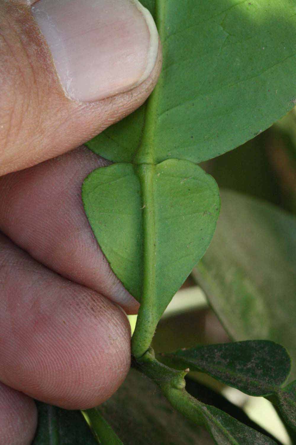              Petiole of  Citrus paradisi      (Shambar,   Riverside, CA)       